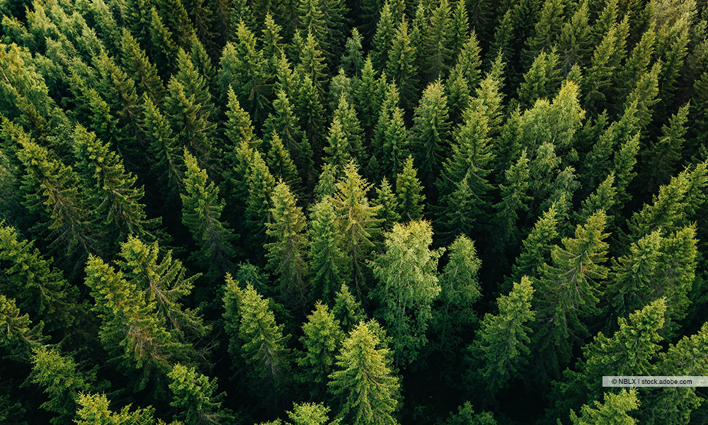 Ohra Energie-Wald von oben