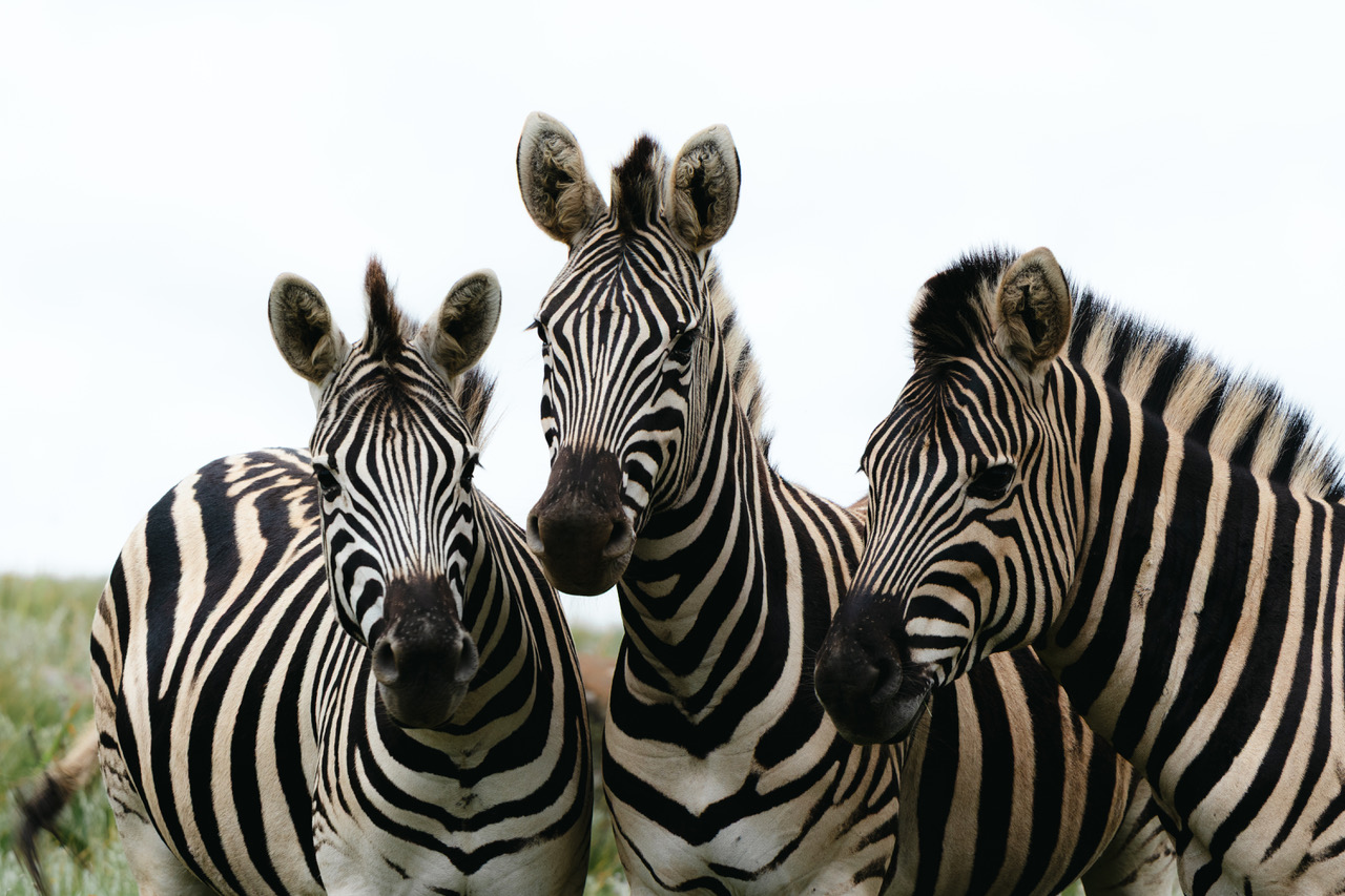 Drei Zebras blicken in die Kamera
