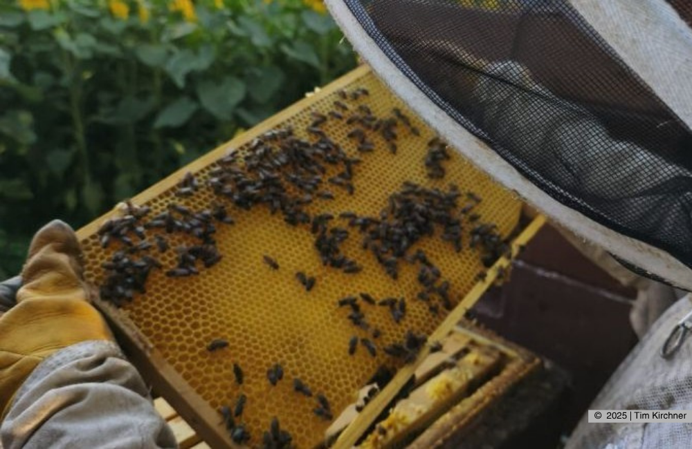 Tim Kirchner mit Bienenstock. Traditionsimkerei seit 1897. Der hochwertige Honig stammt aus Teutleben, hergestellt von der Familie Kirchner aus der Kirchgasse 40 in 99880 Hörsel. 