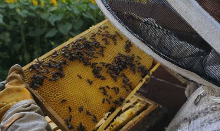 Tim Kirchner mit Bienenstock. Traditionsimkerei seit 1897. Der hochwertige Honig stammt aus Teutleben, hergestellt von der Familie Kirchner aus der Kirchgasse 40 in 99880 Hörsel. 