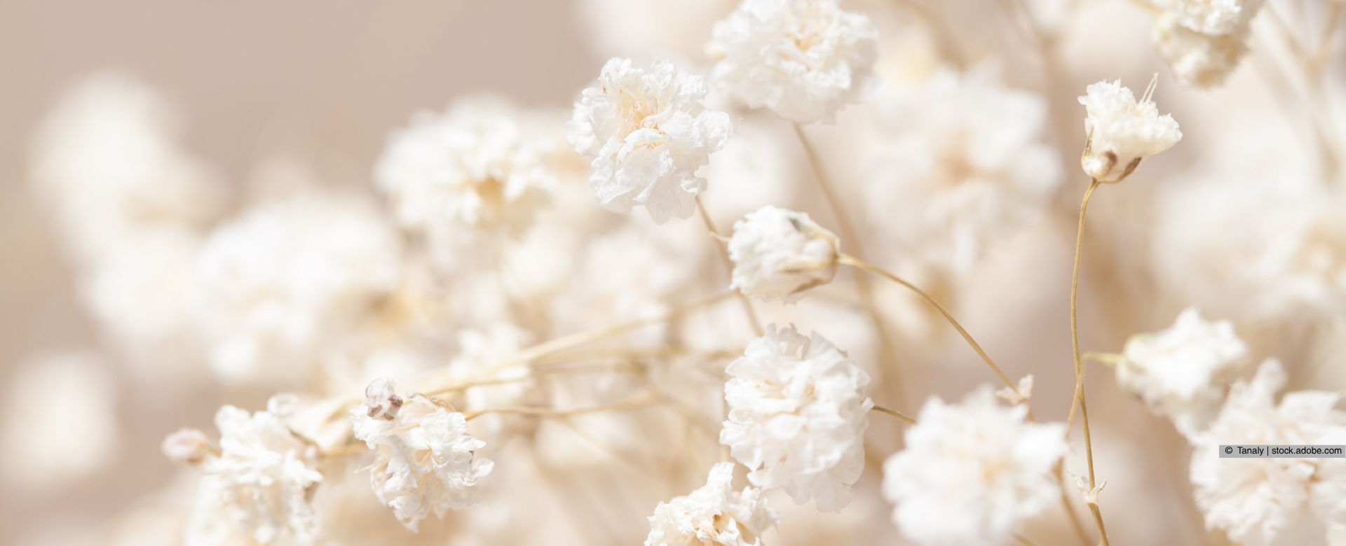 Weiße Blumen 